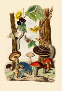 Mushrooms